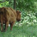 Schottland-0343
