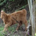 Schottland-0344
