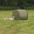 irland_0218