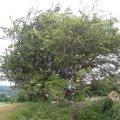 irland_0219
