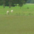 irland_0235