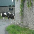 irland_0258