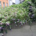 irland_0337